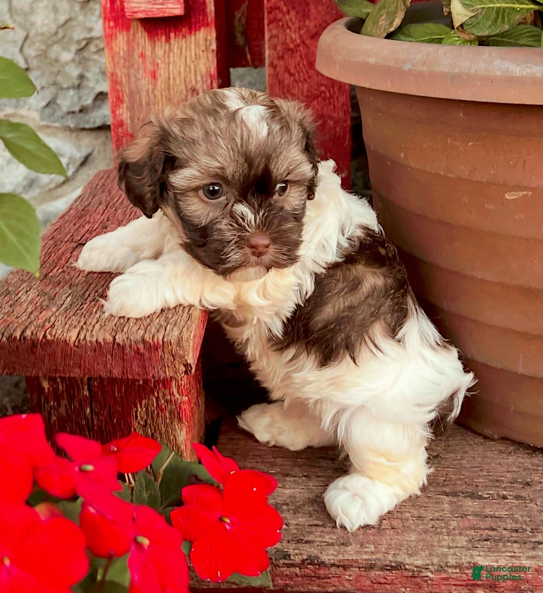 Havanese dogs for sale: Calvin - Ad 3