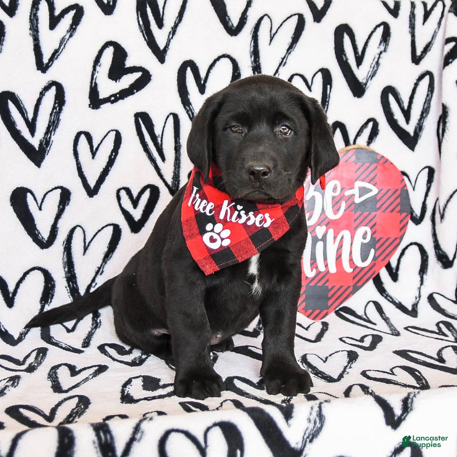 Labrador Retriever dogs Murphy - Ad 2