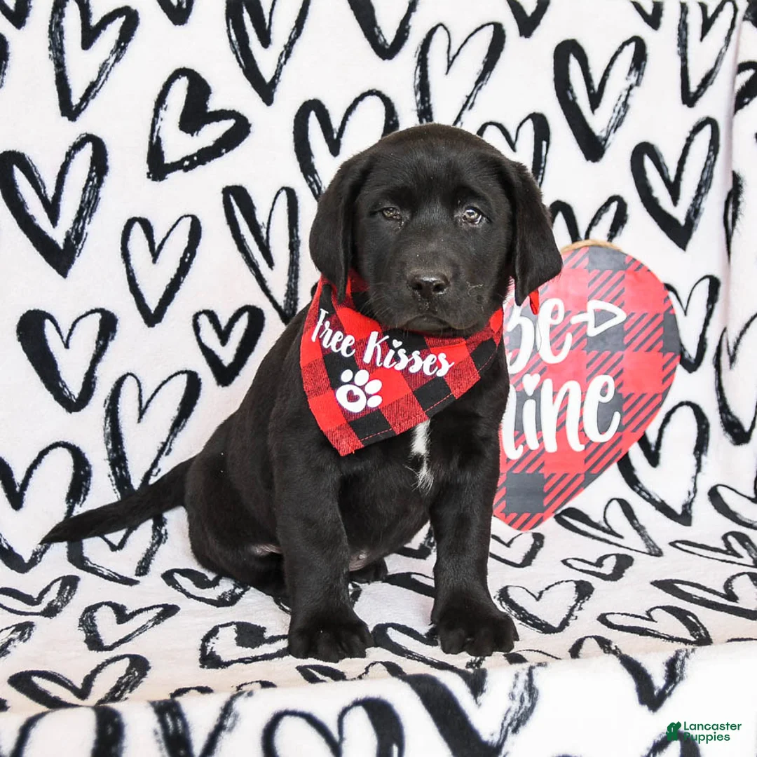 Labrador Retriever dogs for sale: Murphy - Ad 2