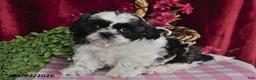 Shih Tzu dogs for sale: Rocco - Ad 3