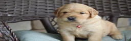Golden Retriever dogs for sale: Indie - Ad 6