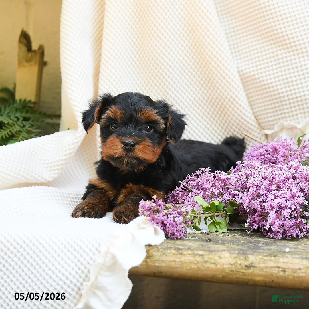 Yorkshire Terrier dogs for sale: Turner - Ad 2