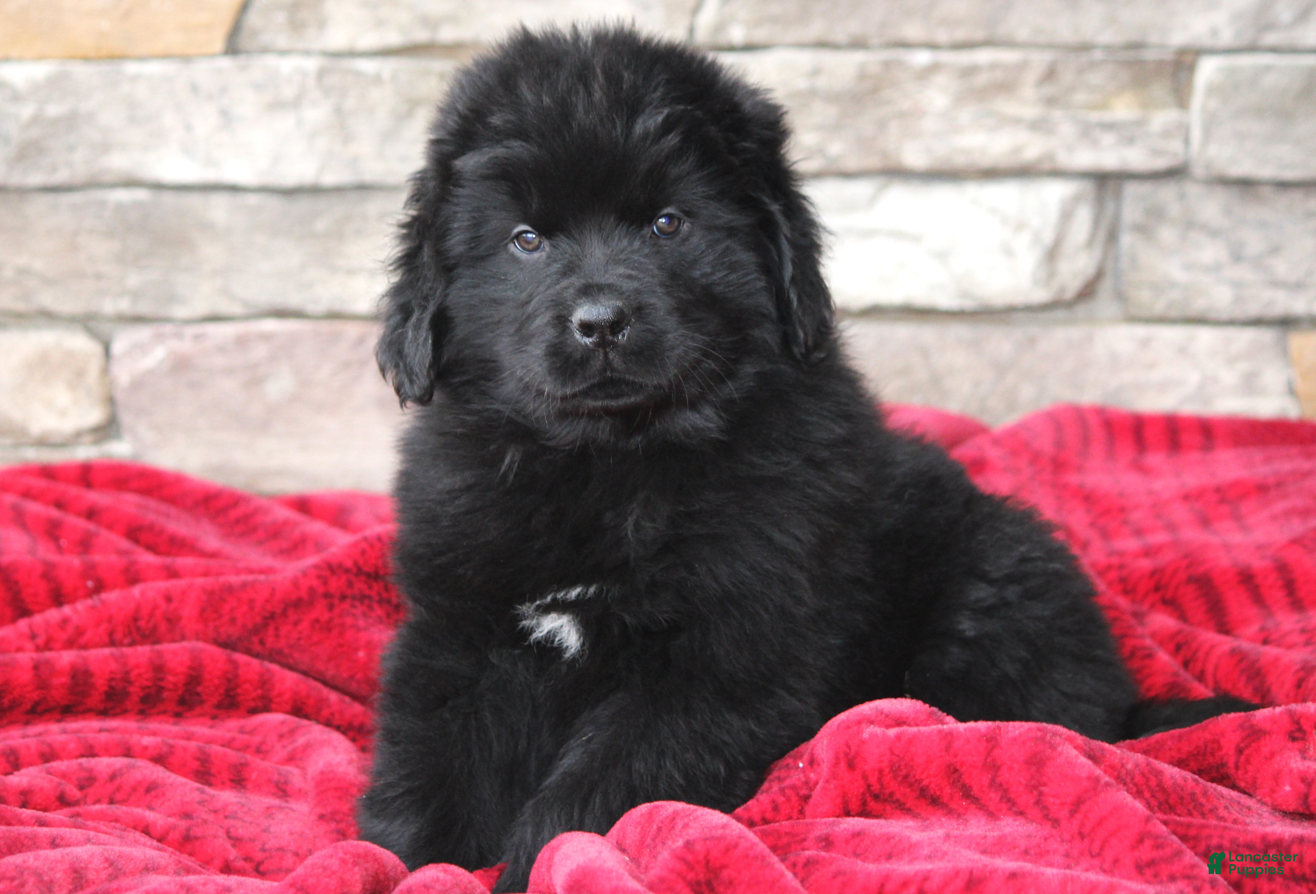 Newfoundland dogs Tia - Ad 33