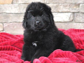 Newfoundland dogs Tia - Ad 23