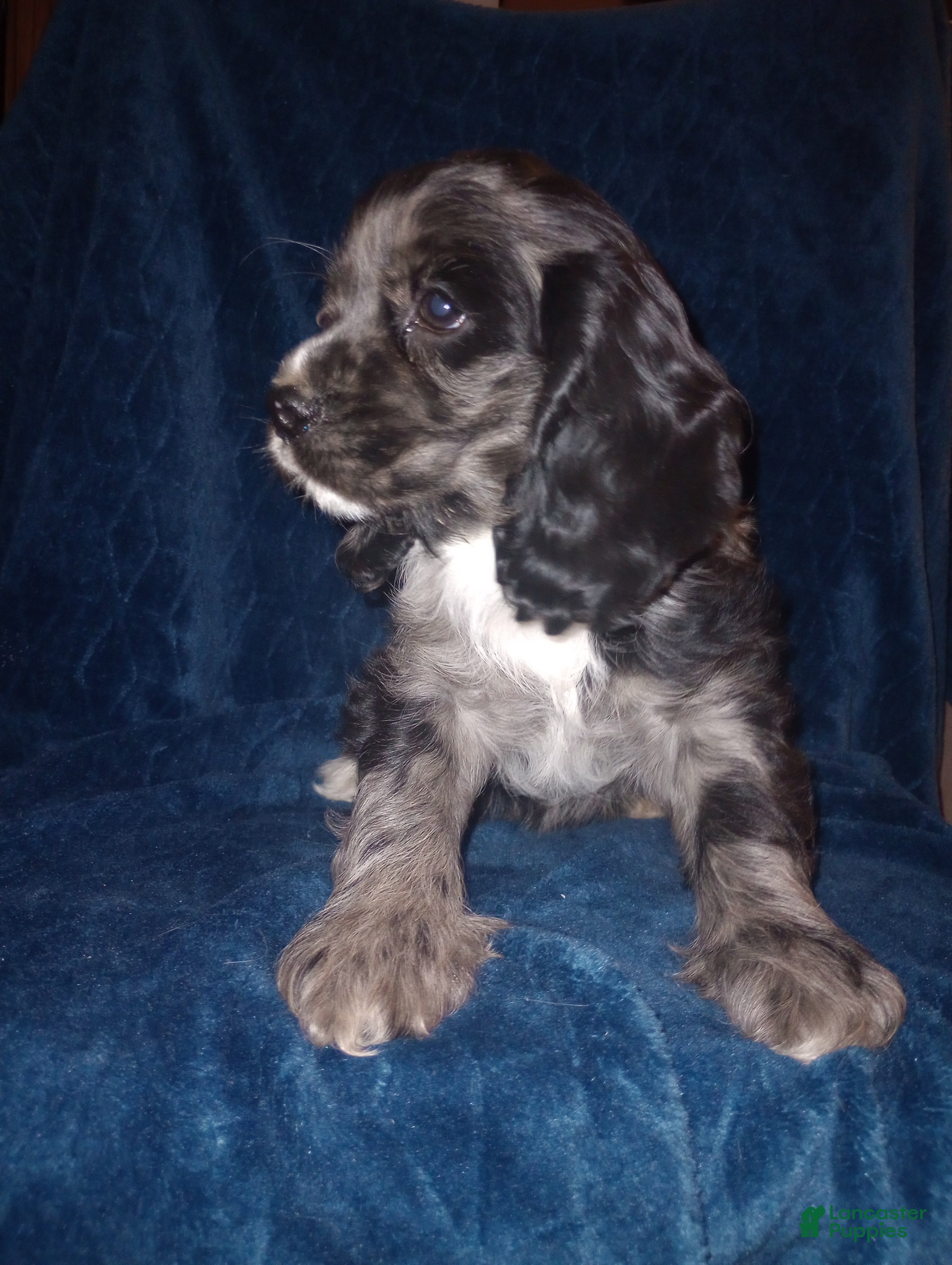 Cocker Spaniel dogs Tucker - Ad 2
