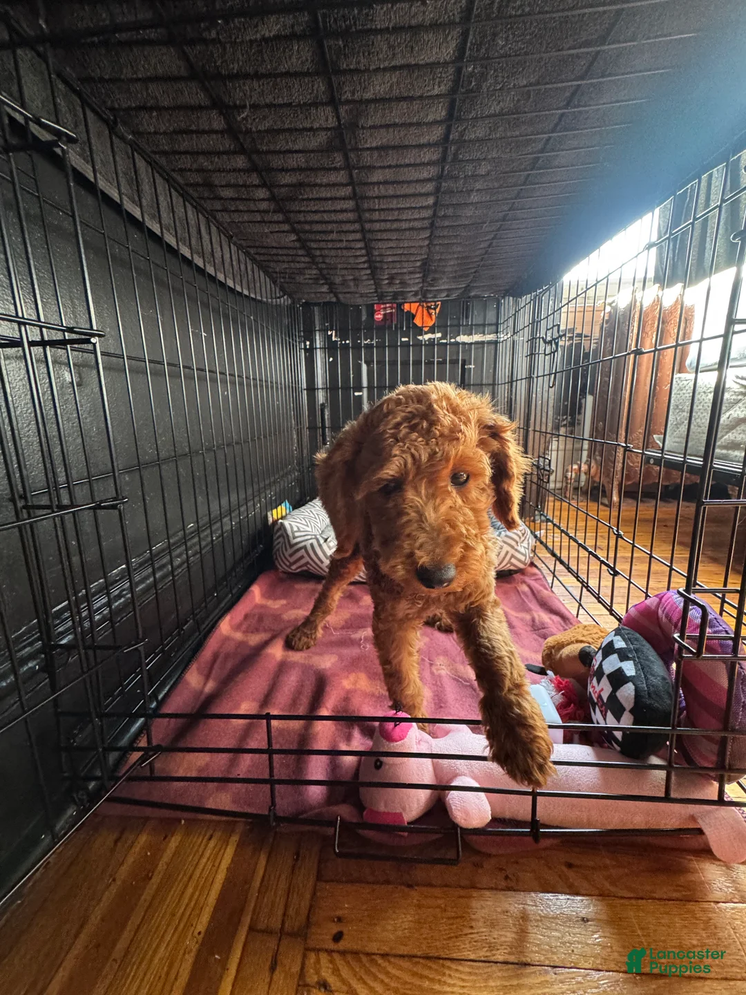 Toy Poodle dogs for sale: Chai - Ad 1