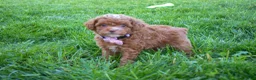 Miniature Poodle dogs for sale: Dahlia 🐶 - Ad 12