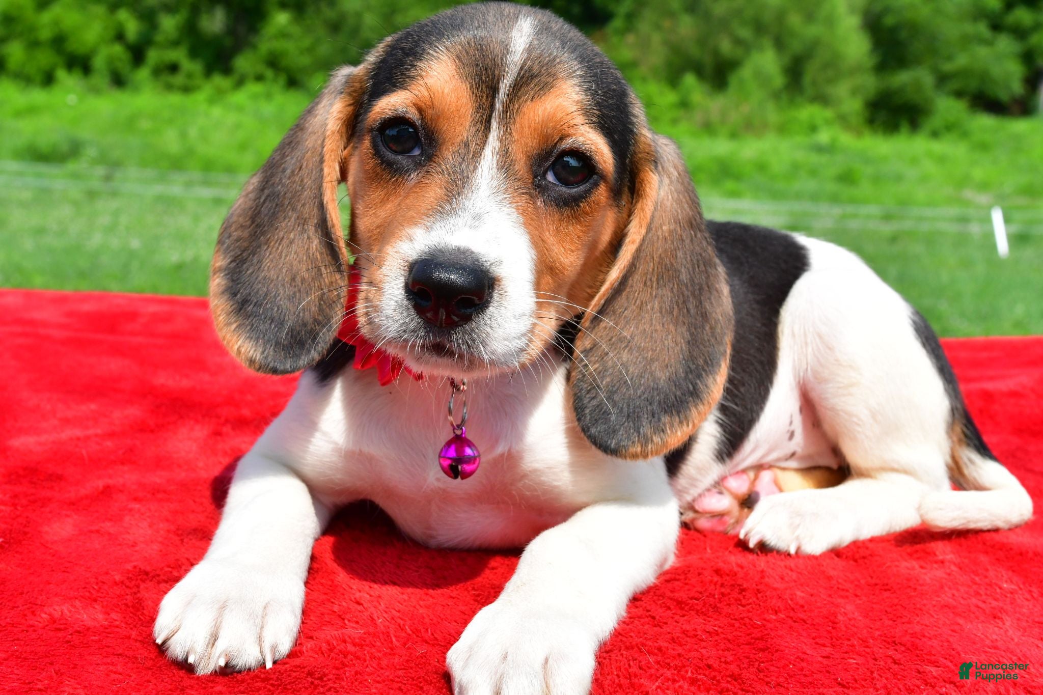 Beagle dogs Hailey - Ad 1