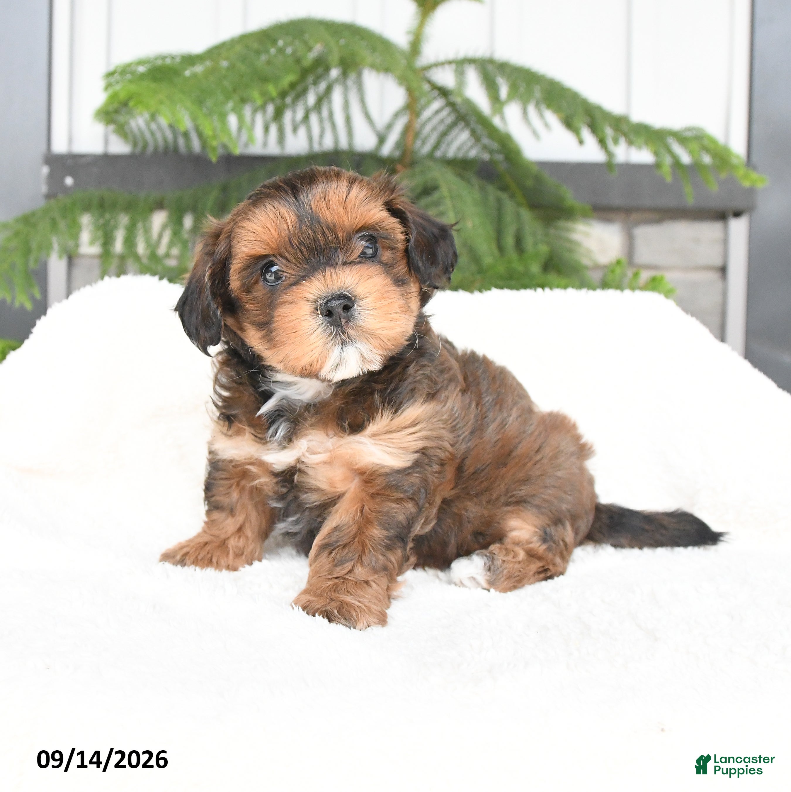 Mixed Breed dogs Alivia - Ad 1