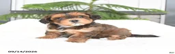Mixed Breed dogs for sale: Alivia - Ad 3