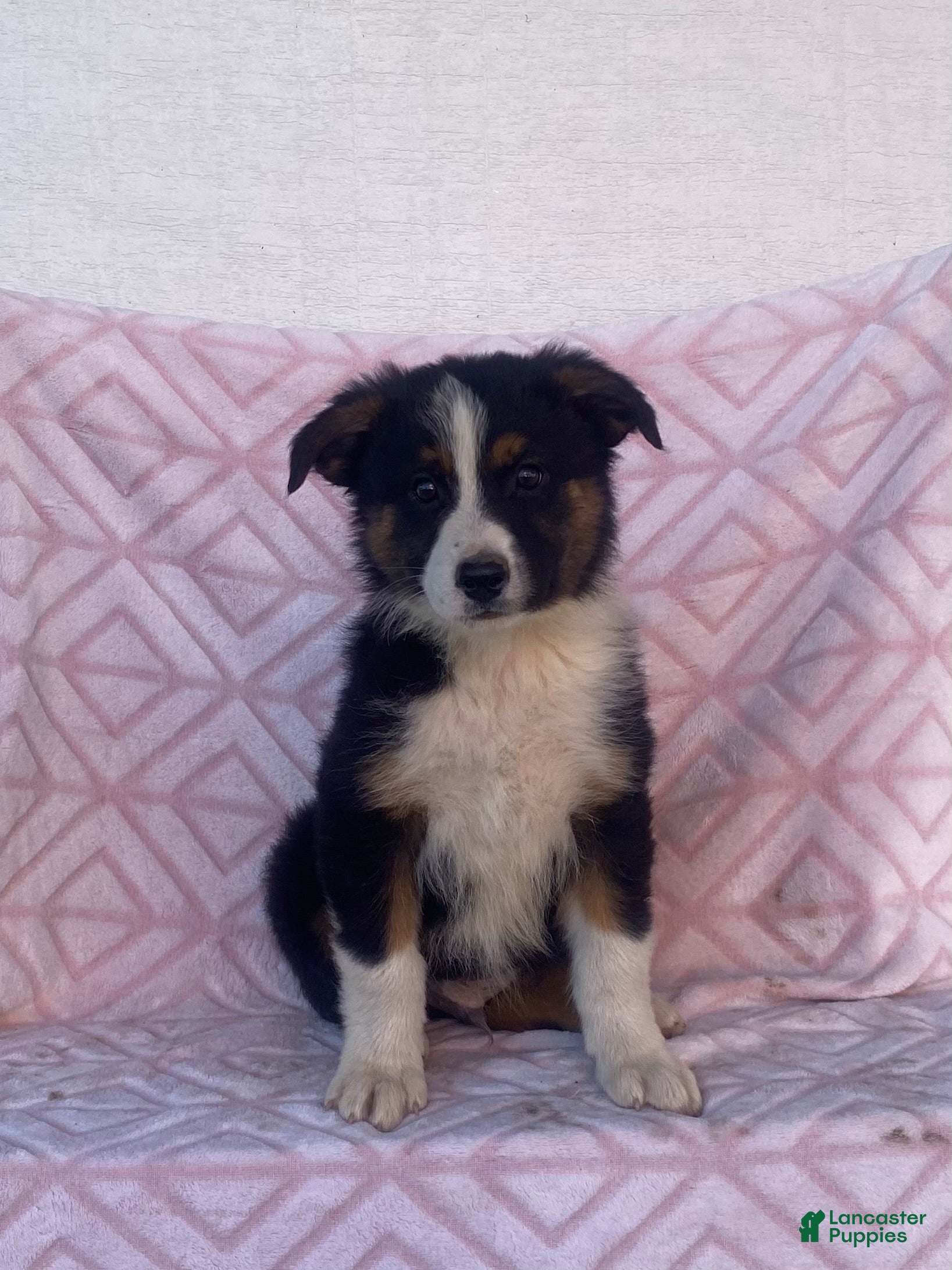 Australian Shepherd dogs Australian Shepherd 6 - Ad 2