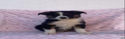 Australian Shepherd dogs for sale: Australian Shepherd 6 - Ad 2