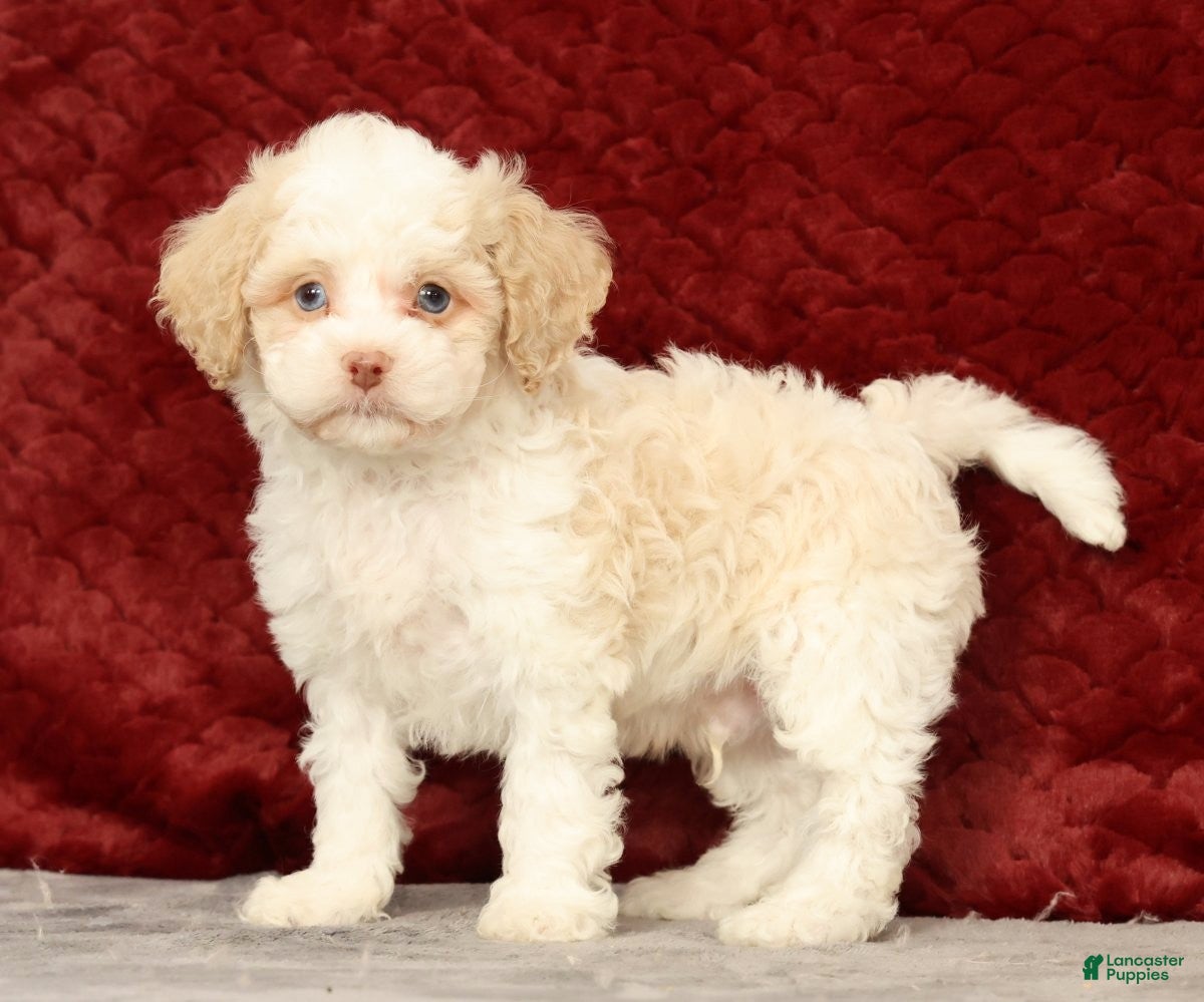 Cavapoo dogs for sale: Wilson - Ad 2