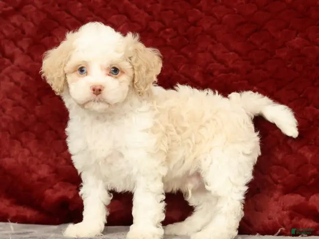 Cavapoo dogs for sale: Wilson - Ad 2