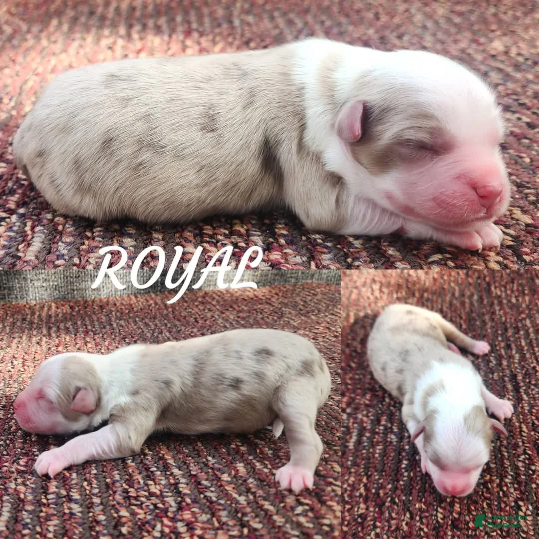 Miniature Australian Shepherd dogs for sale: Royal - Ad 1