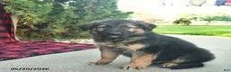 Mixed Breed dogs for sale: Ryder  - Ad 4
