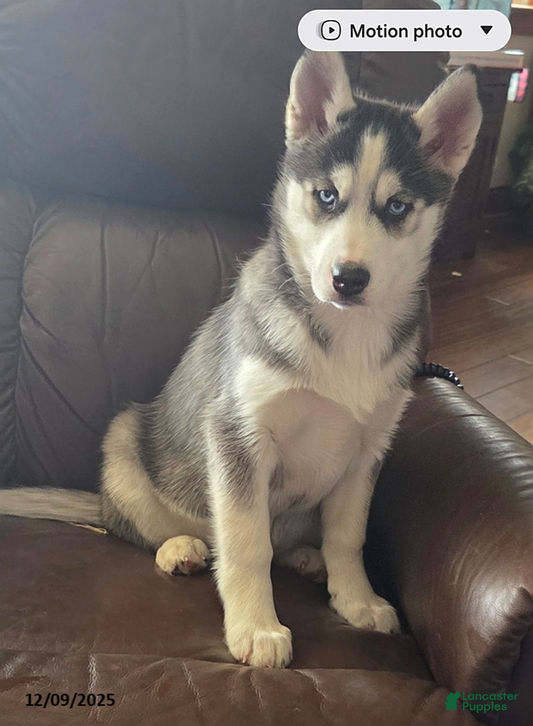 Siberian Husky dogs for sale: Vivian - Ad 1