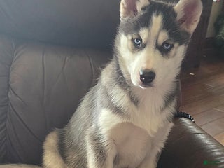 Siberian Husky dogs Vivian - Ad 4
