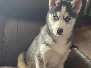 Siberian Husky dogs Vivian - Ad 24