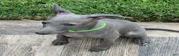 Italian Greyhound dogs for sale: Usher - Ad 13