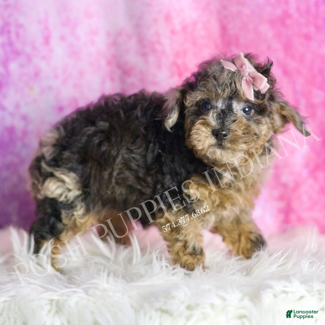 Toy Poodle dogs for sale: Tiana - Ad 4