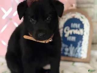 German Shepherd dogs Porsche - Ad 42