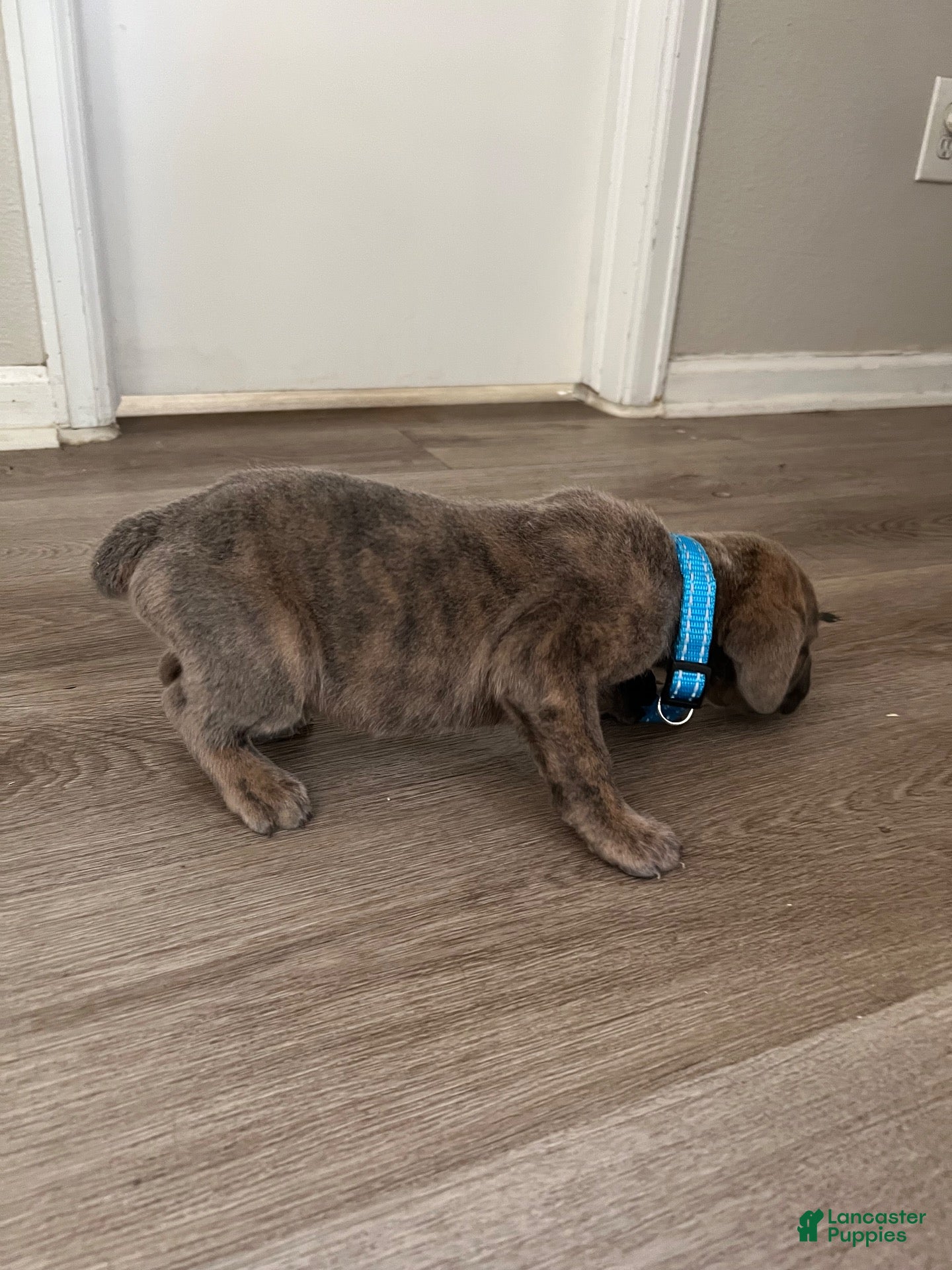 Cane Corso dogs Cane Corso 1 - Ad 2