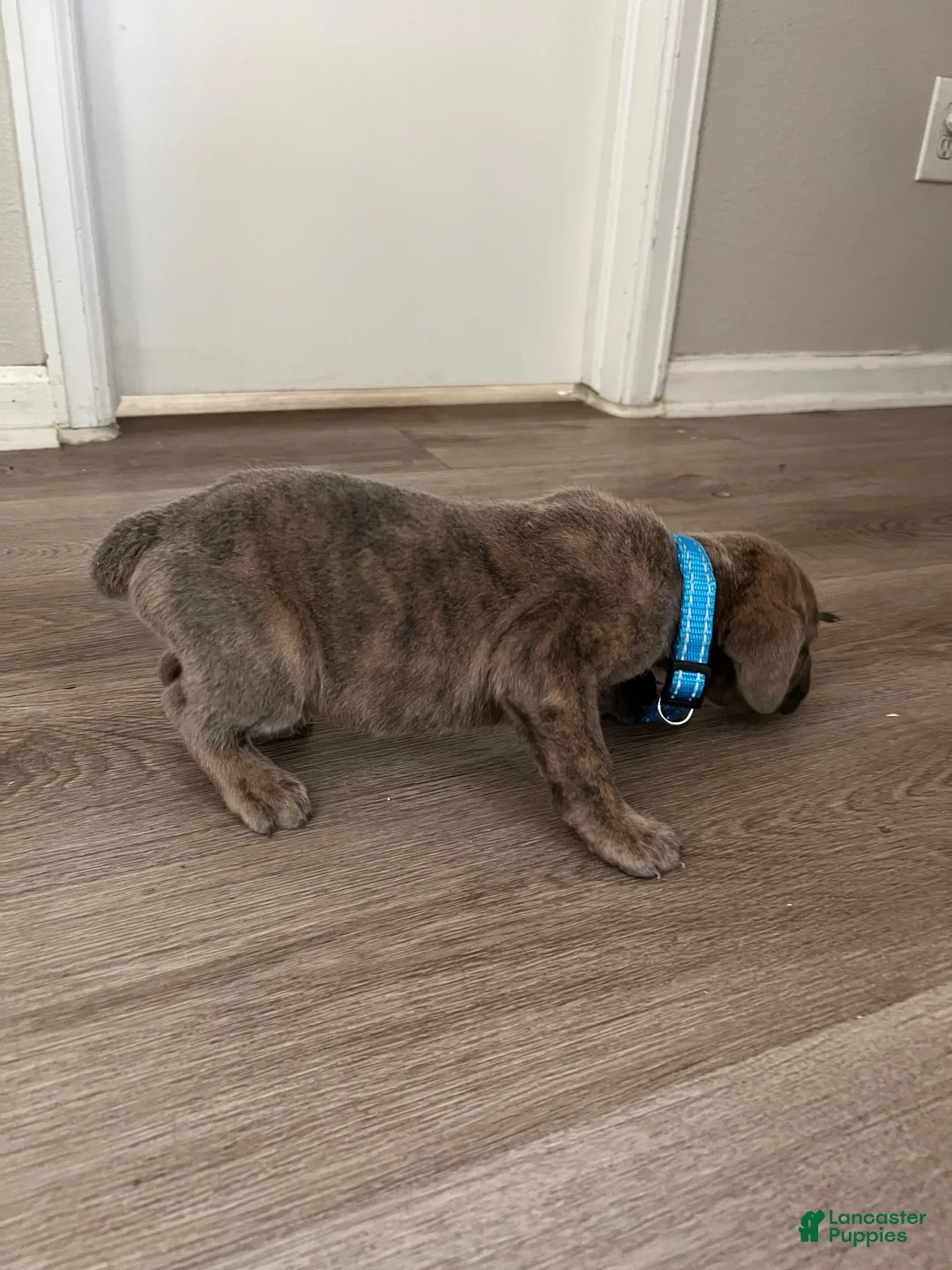 Cane Corso dogs for sale: Cane Corso 1 - Ad 2