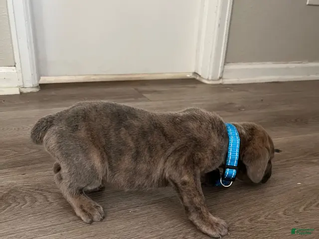 Cane Corso dogs for sale: Cane Corso 1 - Ad 2