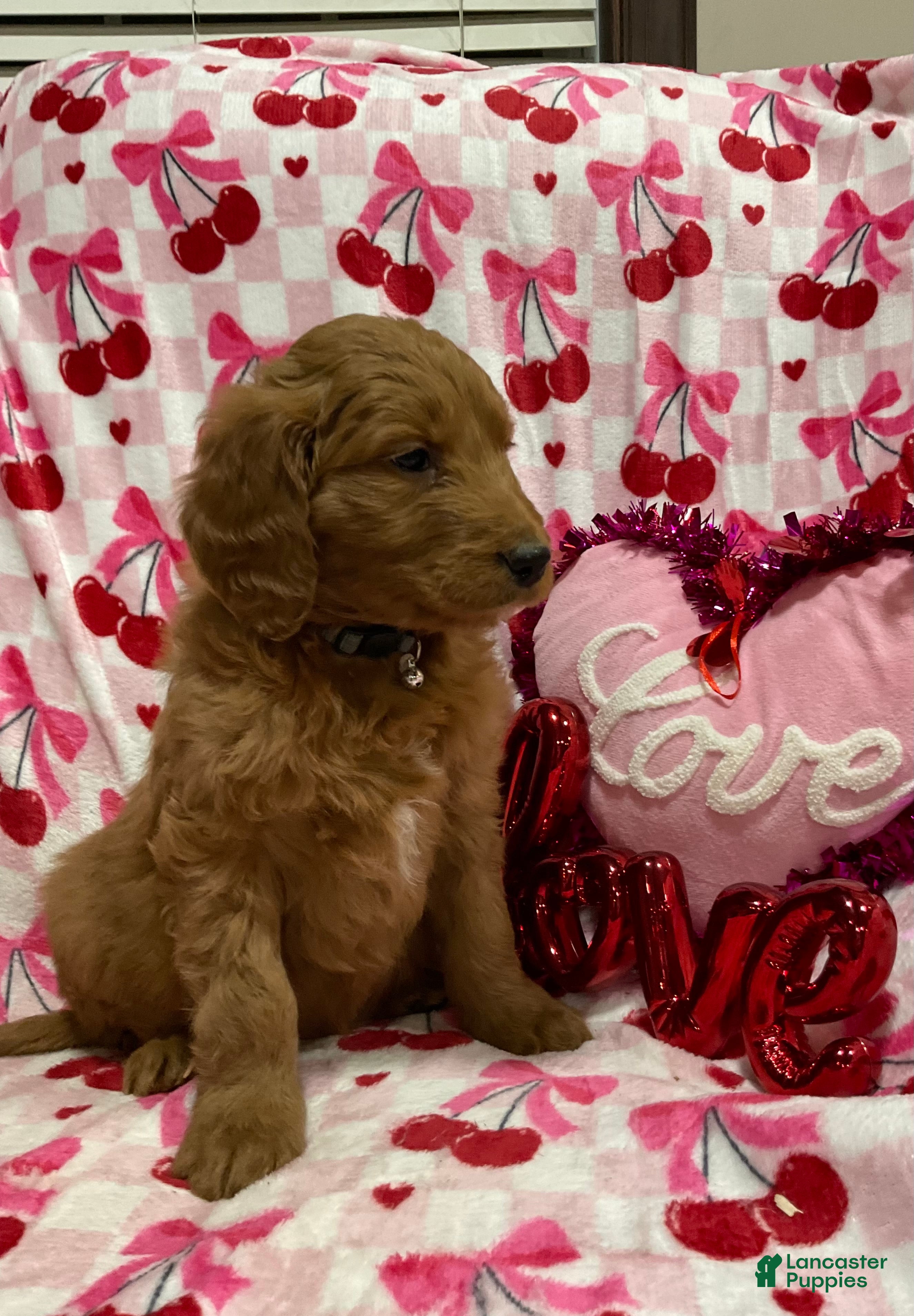 Goldendoodle dogs Curri - Ad 31