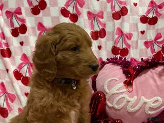 Goldendoodle dogs Curri - Ad 34