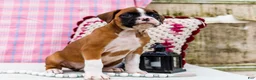 Boxer dogs for sale: Charity - Ad 8