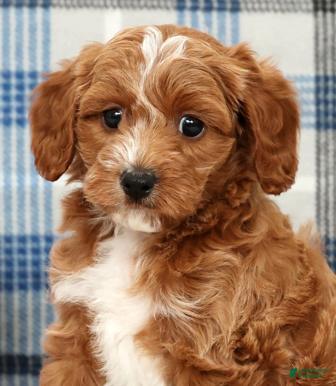 Cavapoo dogs for sale: Jimmy - Ad 9