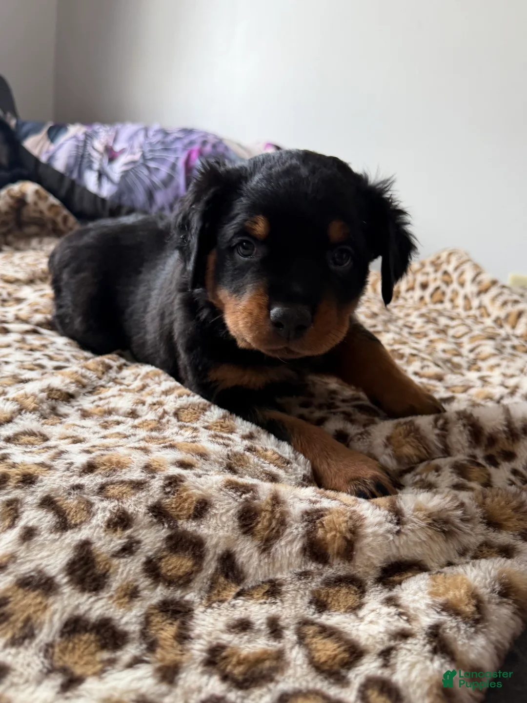 Rottweiler dogs for sale: Fluffy  - Ad 1