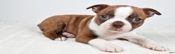 Boston Terrier dogs for sale: Lonnie - Ad 2
