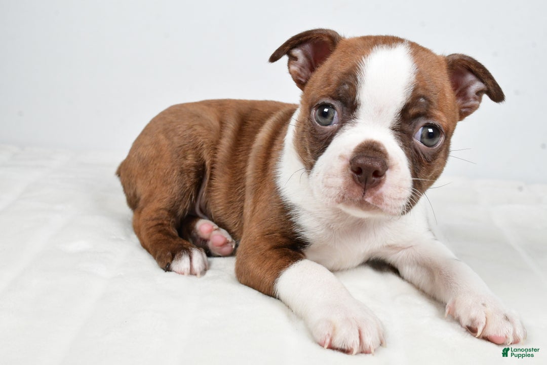 Boston Terrier dogs for sale: Lonnie - Ad 2