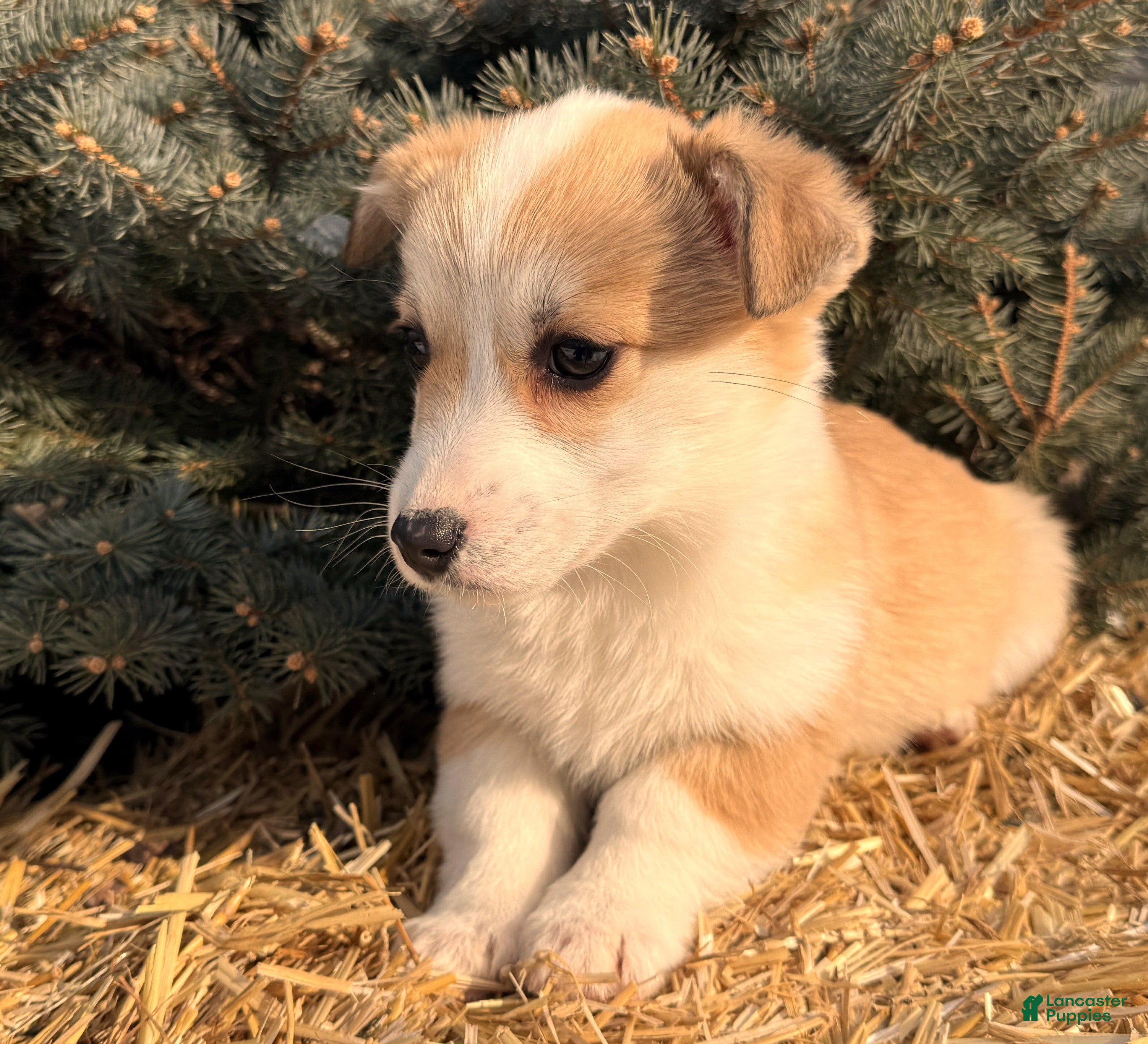 Welsh Corgi Pembroke dogs Bonnie Sue - Ad 30