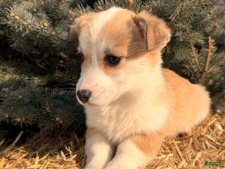 Welsh Corgi Pembroke dogs Bonnie Sue - Ad 30