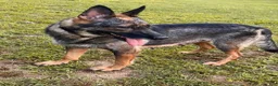 Mixed Breed dogs for sale: Bunny - Ad 6