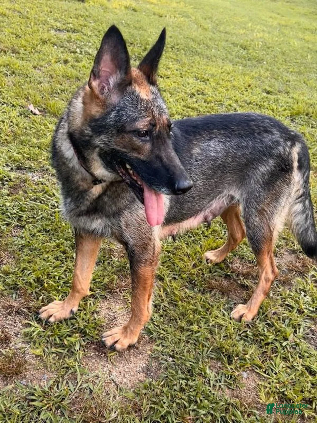 Mixed Breed dogs for sale: Bunny - Ad 6