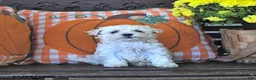 Maltipoo dogs for sale: Randy - Ad 2