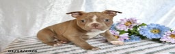 Frenchton dogs for sale: Joy - Ad 5