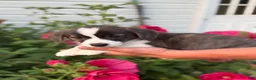 Welsh Corgi Pembroke dogs for sale: Welsh Corgi Pembroke 1 - Ad 1