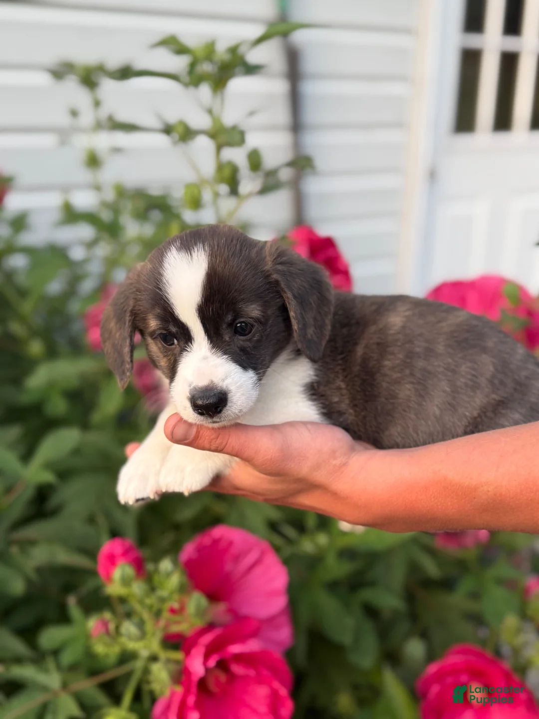 Welsh Corgi Pembroke dogs for sale: Welsh Corgi Pembroke 1 - Ad 1