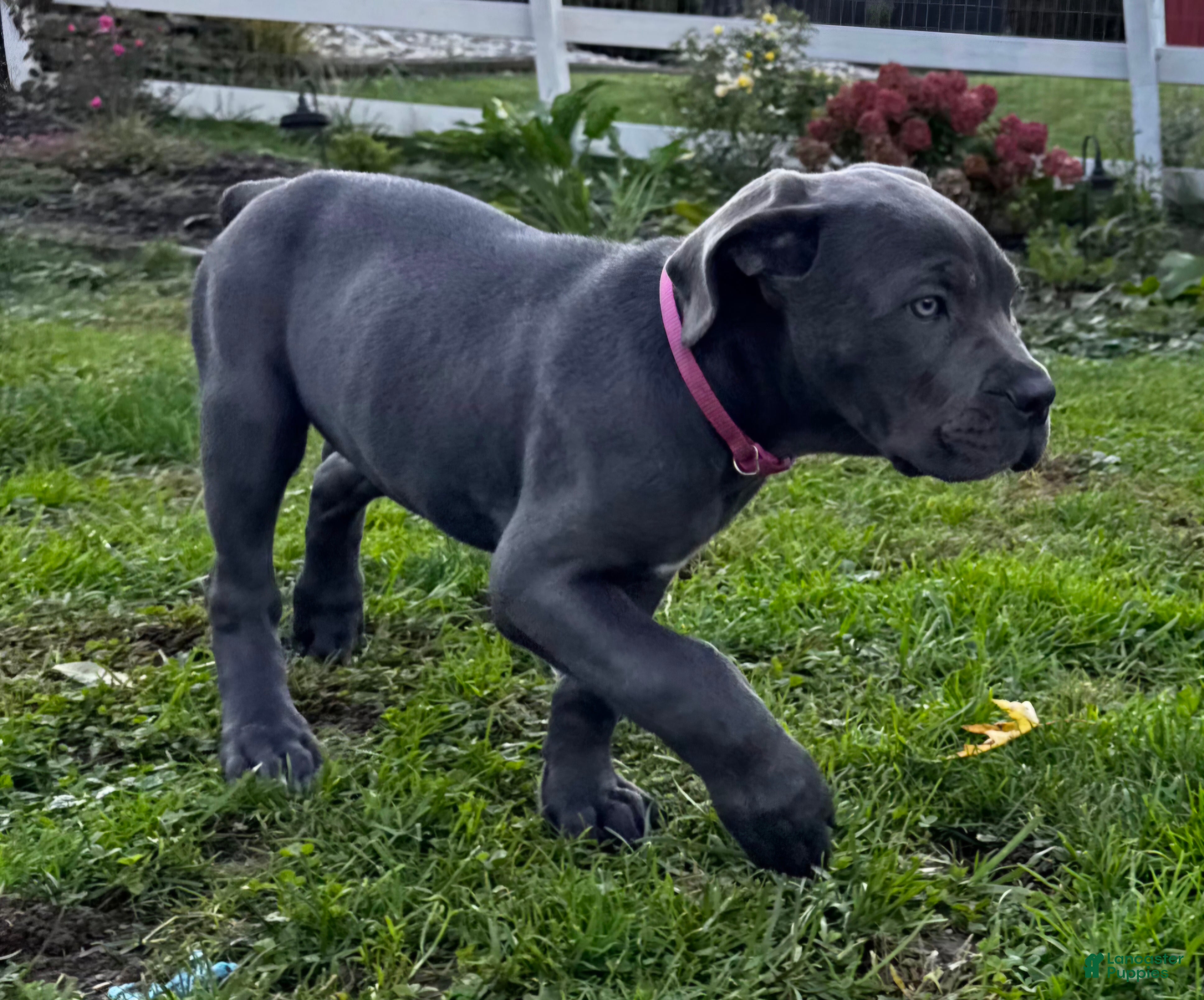 Cane Corso dogs Cane Corso Dark Pink Collar - Ad 8