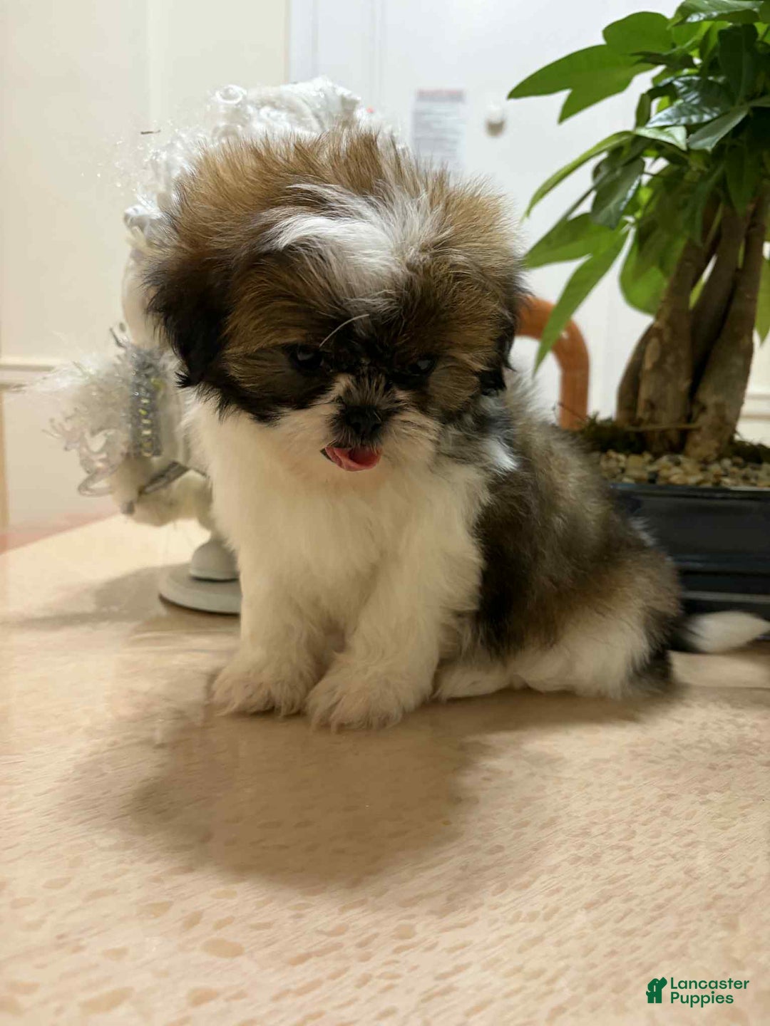 Shih Tzu dogs for sale: Sue Sue - Ad 2