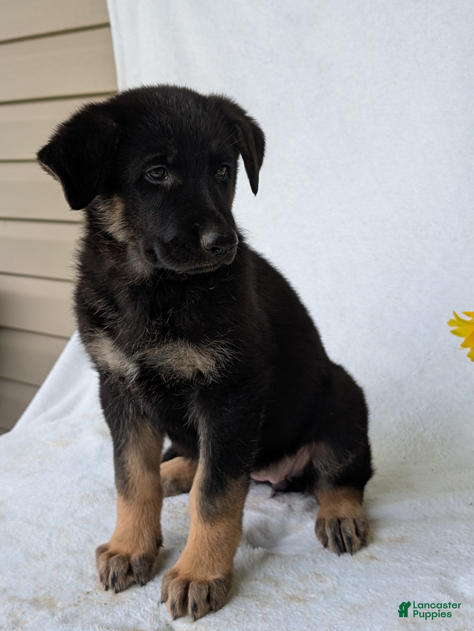 German Shepherd dogs Dani - Ad 2