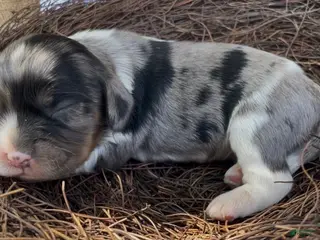 Mixed Breed dogs Joëlle - Ad 5