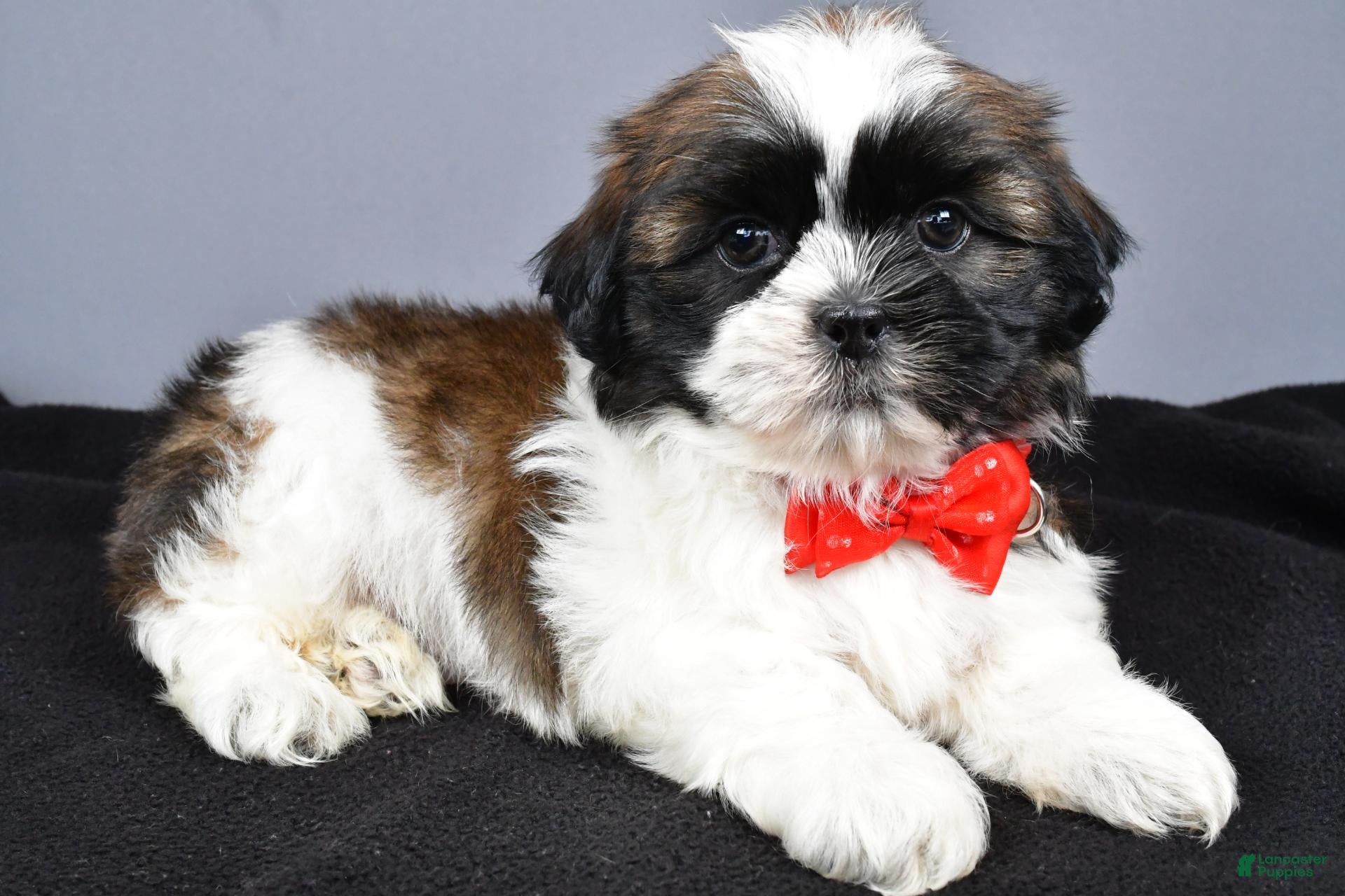 Shih Tzu dogs Max - Ad 1