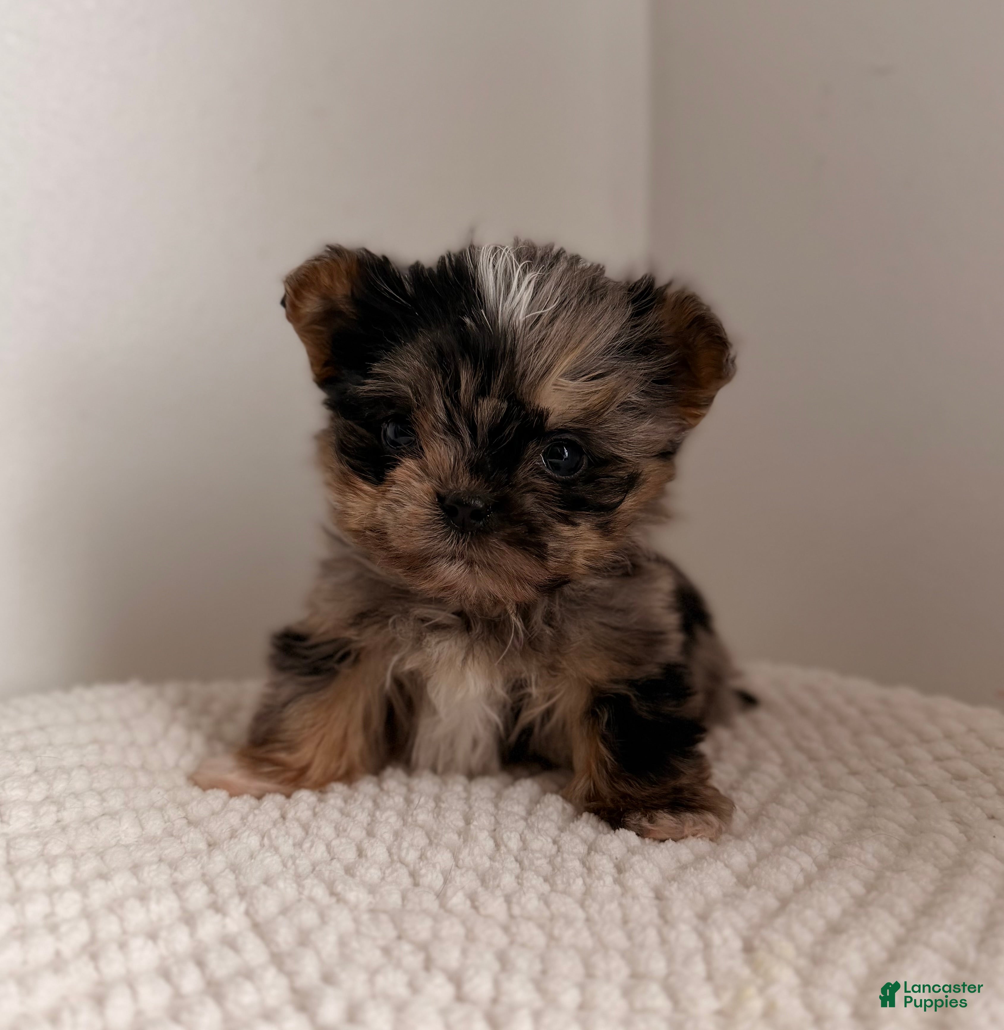Yorkshire Terrier dogs Marble MICRO TEACUP XXSMALL - Ad 1